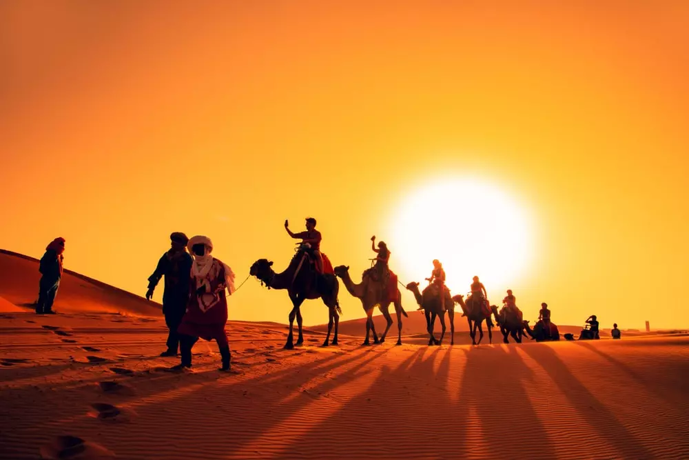 Camels desert